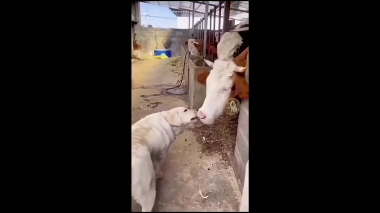 Animal BFFs - Best Buds