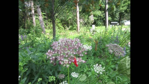 Wild Carrot Red Queen Anne's Lace July 2024