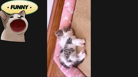 Try Not to Laugh: Funny Cat Edition | Funny cat ����