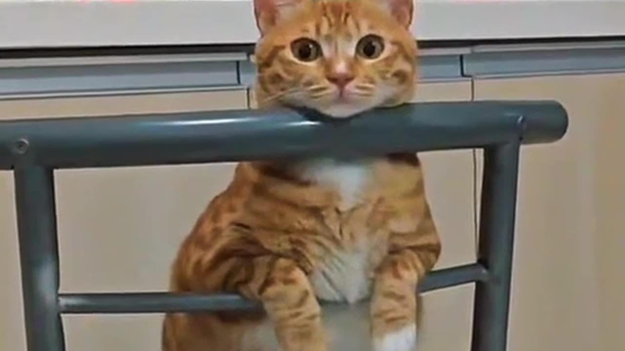 🐱 Cuteness Overload! This Cat is TOO Adorable! 😍💖 #CuteCat #Meow #CatLover #AdorablePets