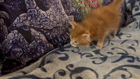 Maine Coon Kittens - Exploring the world!