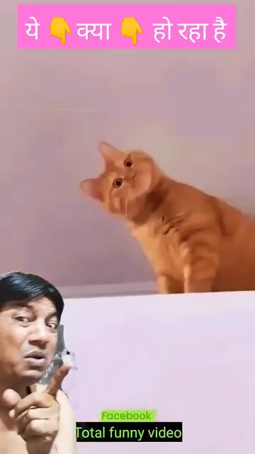 funny cat reaction ! funnyb moments