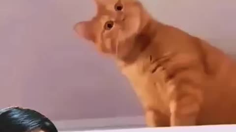 funny cat reaction ! funnyb moments