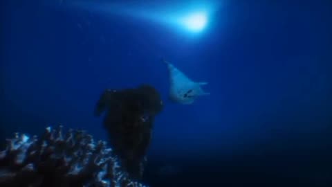 Manta Ray Program