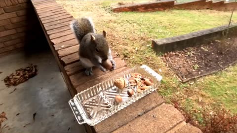 Mika the cute and adorable squirrel 🐿️❤️ and her favorite nuts