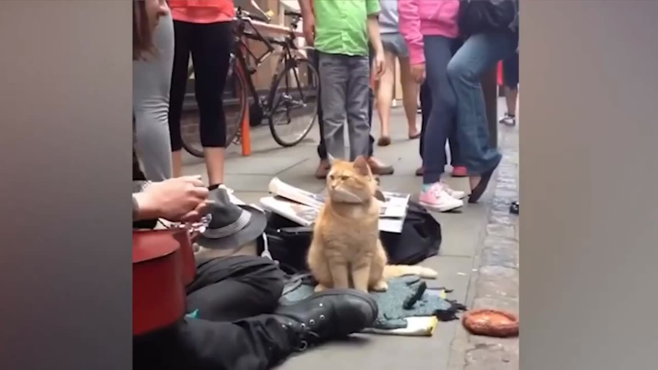 Laugh with Funny Animals | Hilarious Cats and Jokester Dogs