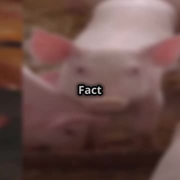 Why Pig Farming is a Secret Goldmine!