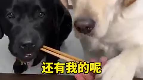 Dogs must dip dumplings in vinegar when eating them. This is a tradition.