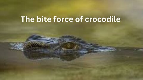 The BITE FORCE OF CROCPDILE 3700 PSI!#viral