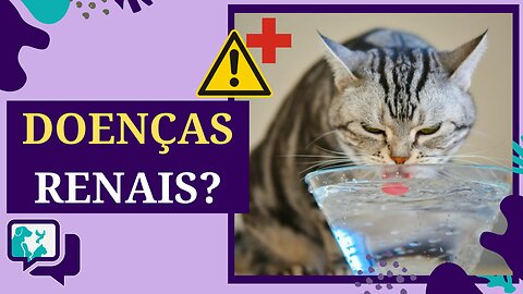 🚨🐱Doenças Renais em Gatos: Dicas de Prevenção