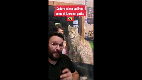 Señora crió a un lince como si fuera un gatito