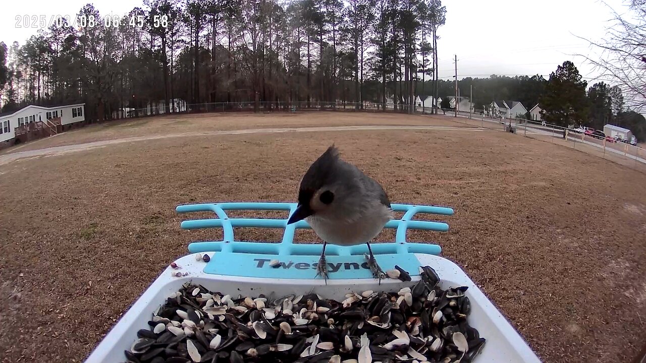 Tufted Titmouse
