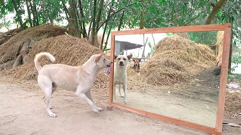 #Shorts Amazing_dogs_fighting_mirror #trending#viral#cat#dog#funny_#funnyanimal#comedy#animals