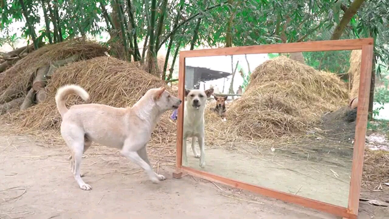 #Shorts Amazing_dogs_fighting_mirror #trending#viral#cat#dog#funny_#funnyanimal#comedy#animals