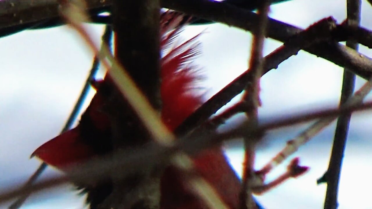 Cardinal