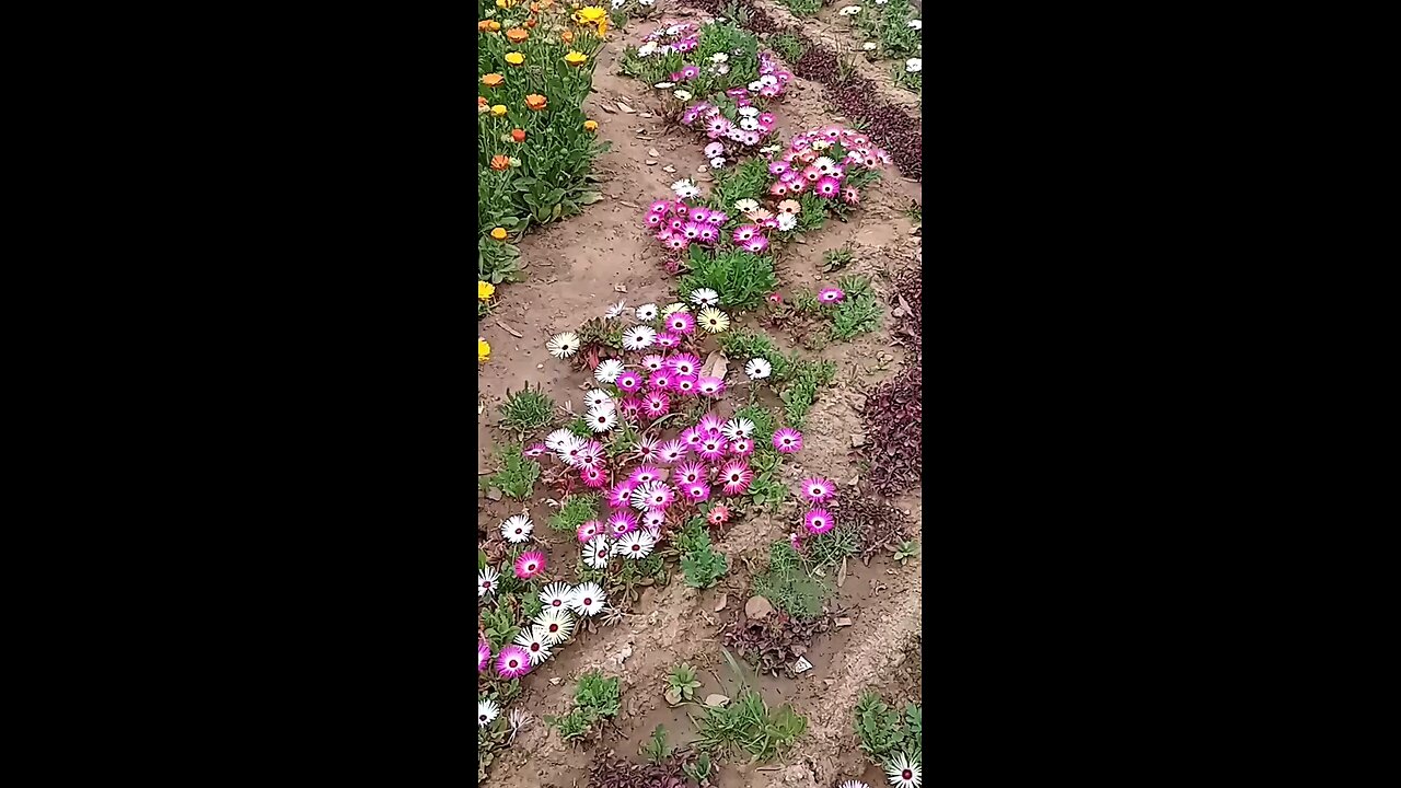 ice flowers