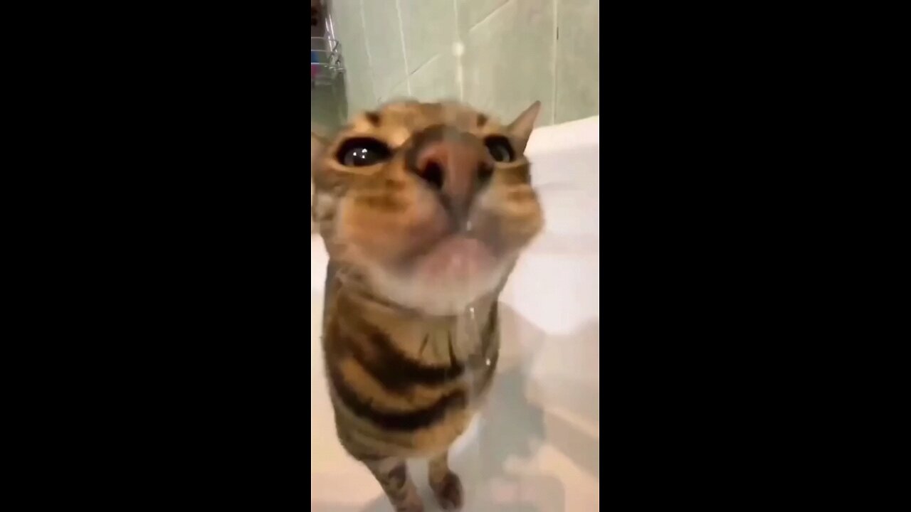 very Funny Cat videos 😂😂😂😂