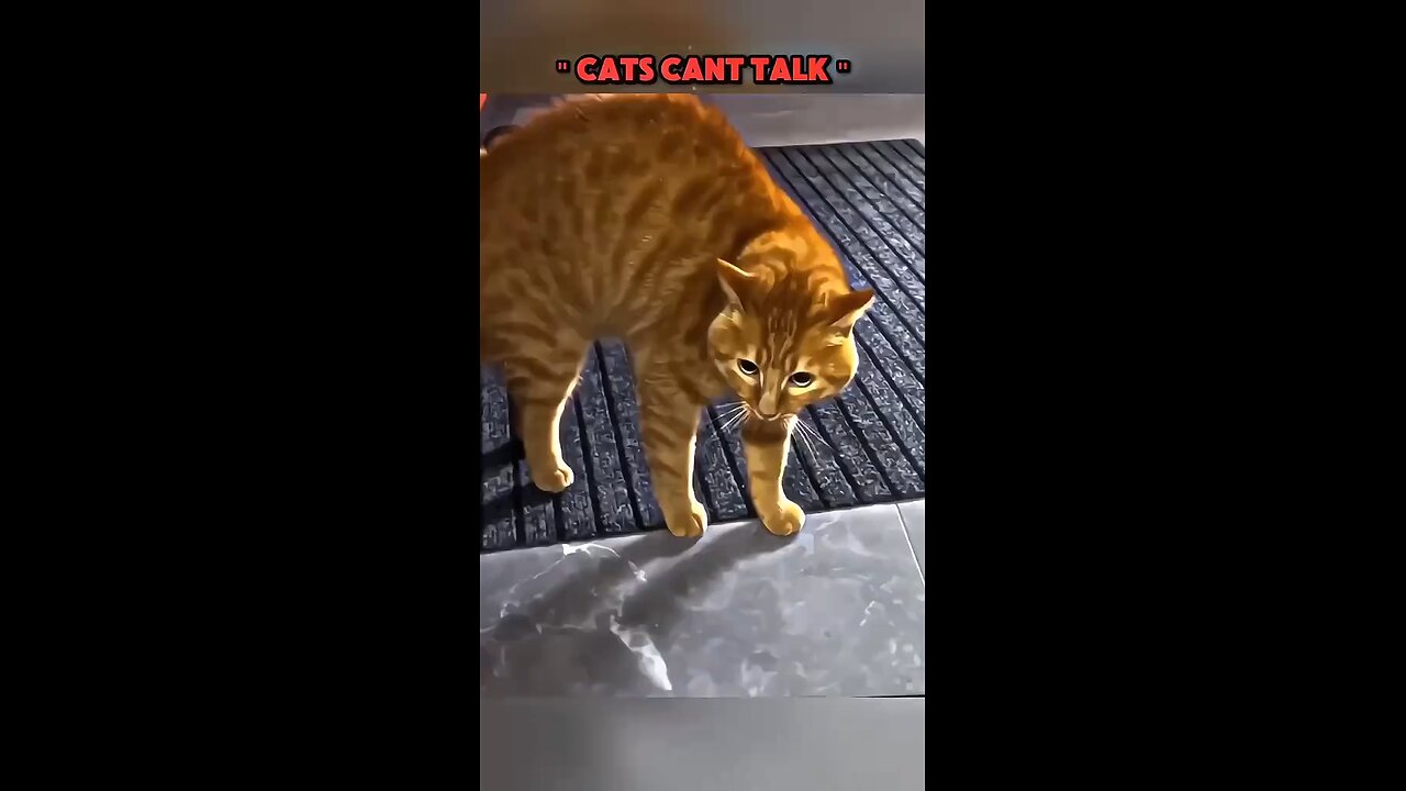 Cats Cant Talk?