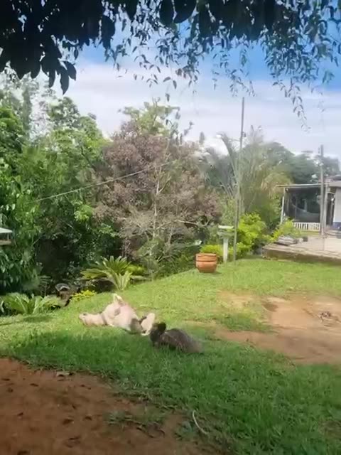 Today’s lesson is how to scratch your back