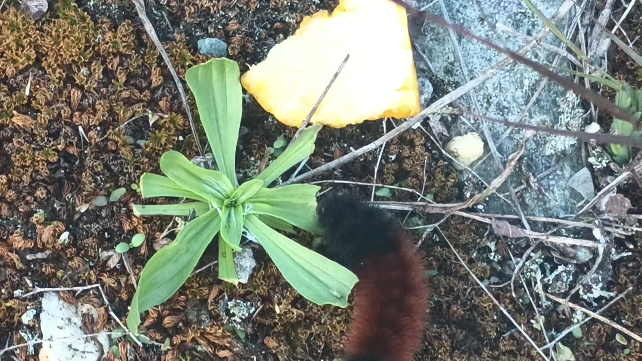 R13 Nature - 100323 - Caterpillar Eating