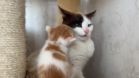 Dad Cat Ignores Tiny Kittens