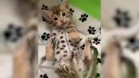 Funny animals videos