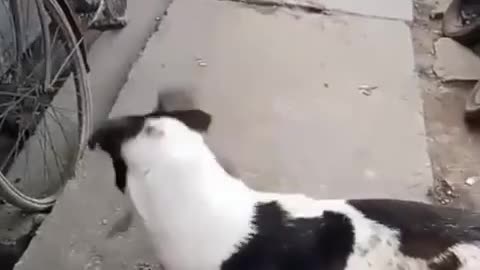 Funny video
