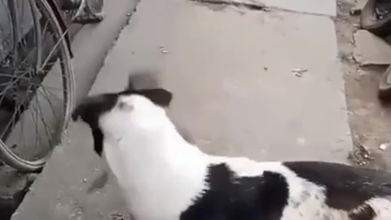 Funny video
