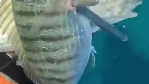 Double Shot in Spearfishing