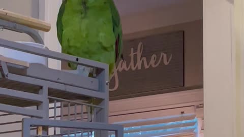 Parrot Curses At Guest