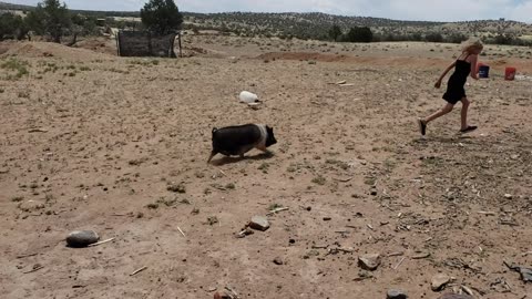 Farm pig chasing girl terrorizing the farmers family