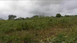 Auyama no encuentra mercado en Bolívar: 40 toneladas en riesgo de perderse