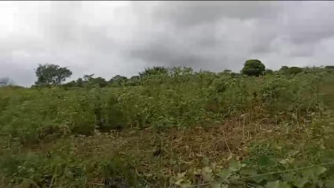 Auyama no encuentra mercado en Bolívar: 40 toneladas en riesgo de perderse