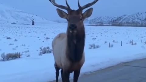 🔥Man in car challenges Elk and learns the hard way....