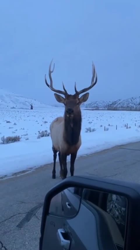 🔥Man in car challenges Elk and learns the hard way....
