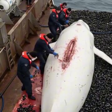 A dying Sperm Whale is saved by humans