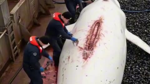 A dying Sperm Whale is saved by humans