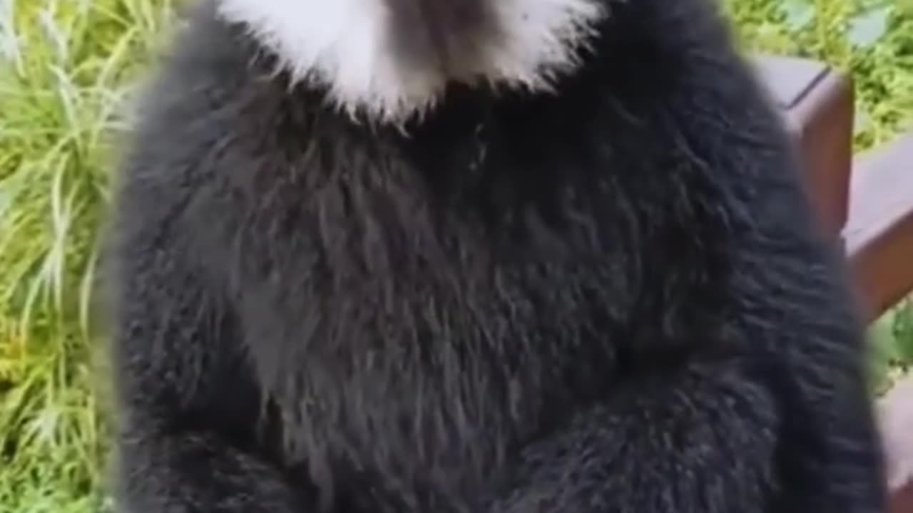 Weird sounds of different monkeys