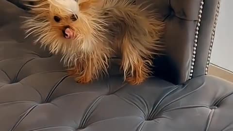 😂 😂 😂 #funny #animal #humor #cats #dogs #pets #rumble #viral #trending 021