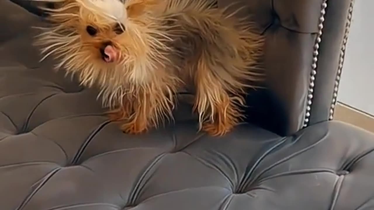 😂 😂 😂 #funny #animal #humor #cats #dogs #pets #rumble #viral #trending 021