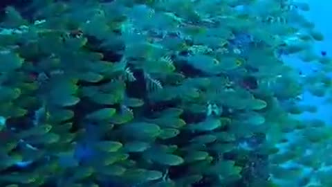 Welcome to the beautiful world of fishes.