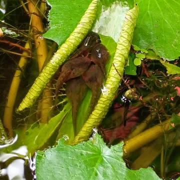 30.12.2024 From the Pond