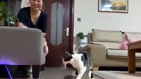 Funny video of a cat following light