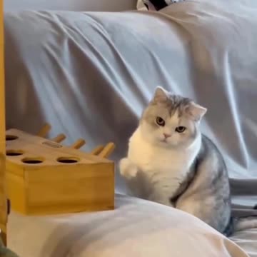 Not impressed with the new toy 😂