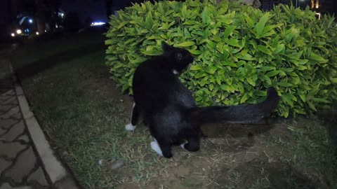 Homeless cats in Ras Al Khaimah, UAE: RIHANNA & CHRIS MARTIN & EMINEM #cat #cats #pets #straycat #4u