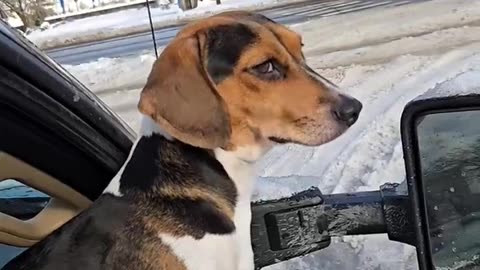Bo being a rebel. But he's getting used to snow. #beagletales #dogmom #puppy