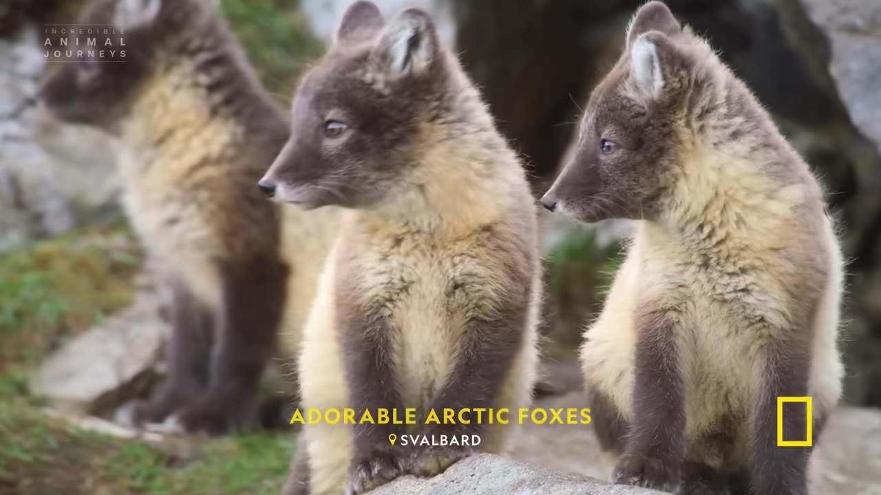 The Cutest Animals You have Ever Seen