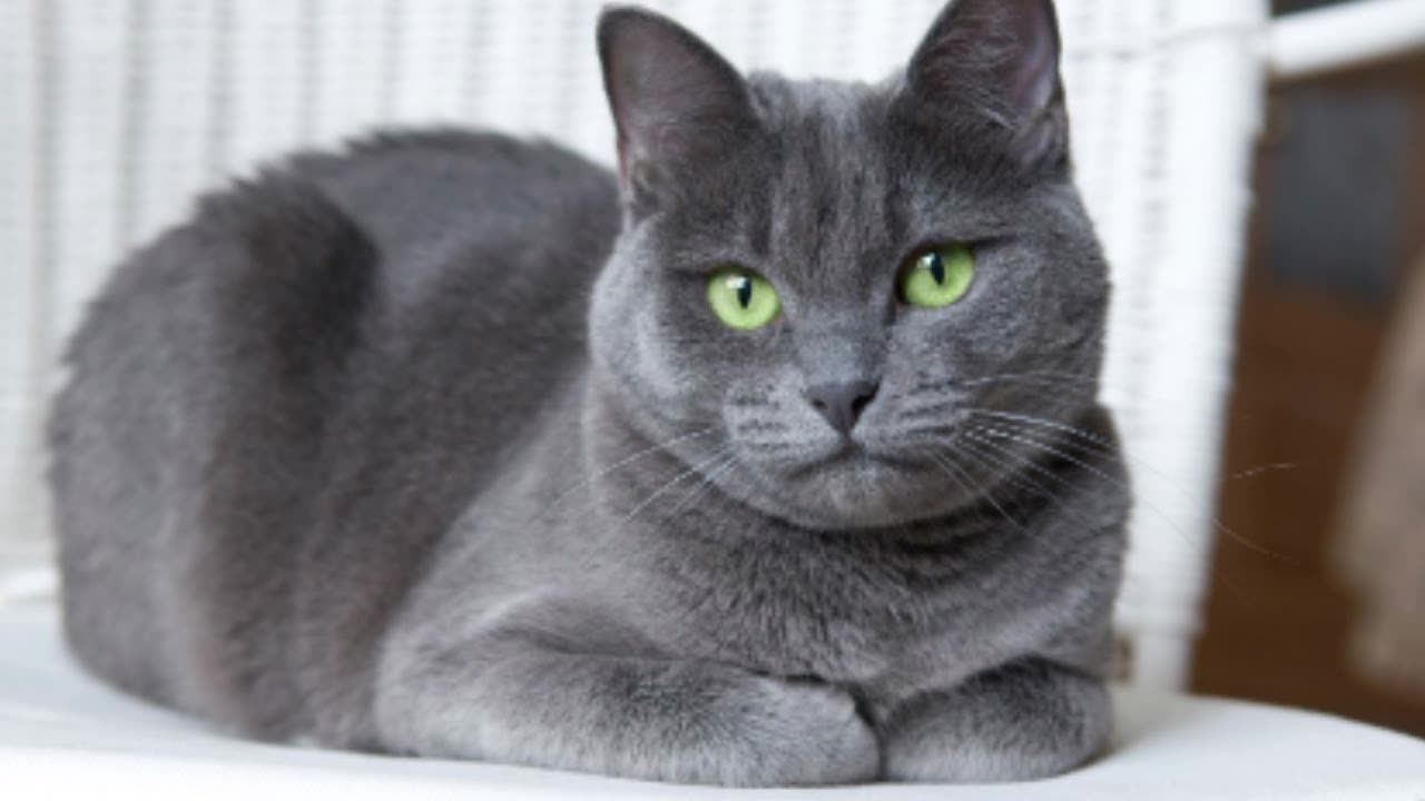 Kind grey cat!