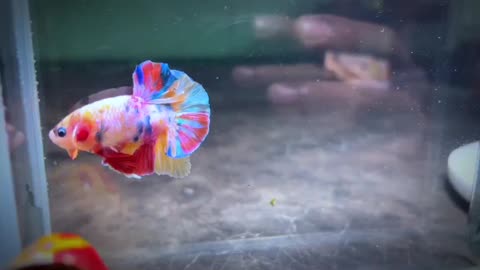 Betta Fish - Cute Colour betta fish