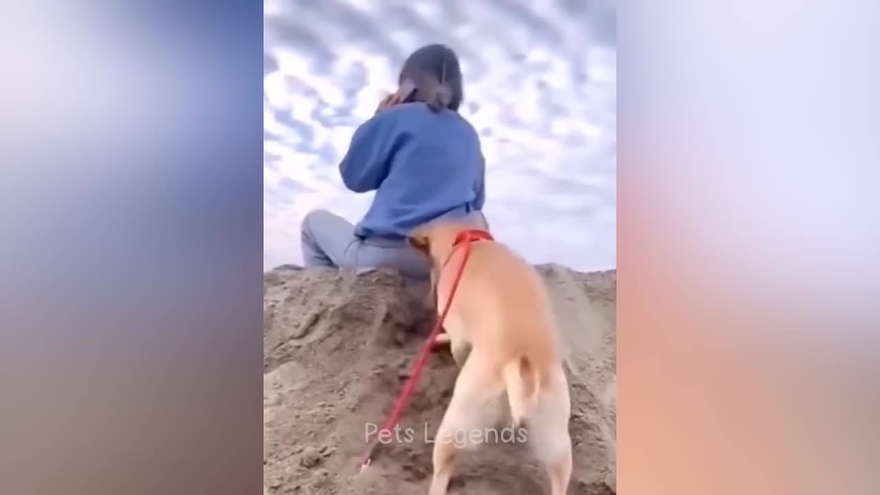 Funniest Animals 😂 New Funny Cats and Dogs